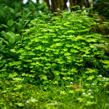 HYDROCOTYLE TRIPARTITA MINI DENNERLE PLANTS