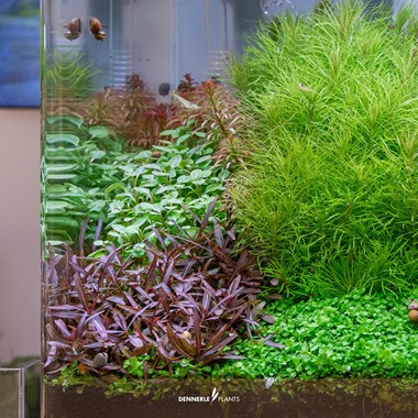 HYGROPHILA LANCEA  ARAGUAIA