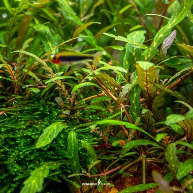 HYGROPHILA PINNATIFIDA DENNERLE PLANTS