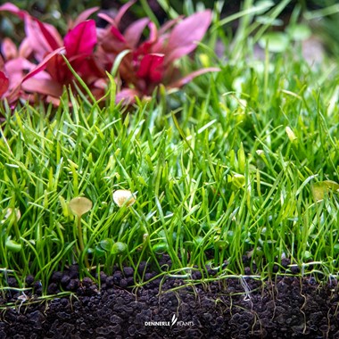 LILAEOPSIS BRASILIENSIS DENNERLE PLANTS