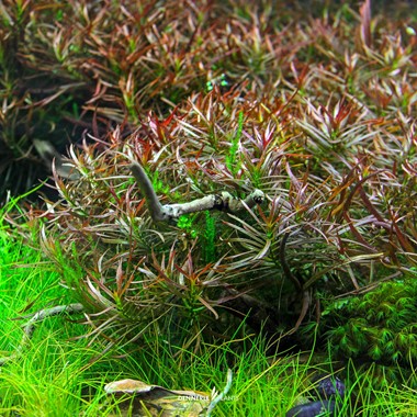 LUDWIGIA ARCUATA DENNERLE PLANTS