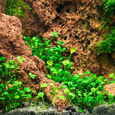 MARSILEA HIRSUTA DENNERLE PLANTS