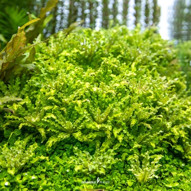 POGOSTEMON HELFERI DENNERLE PLANTS