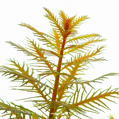 PROSERPINACA PALUSTRIS DENNERLE PLANTS