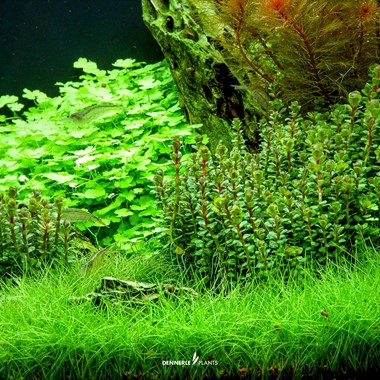 ROTALA INDICATES BONSAI