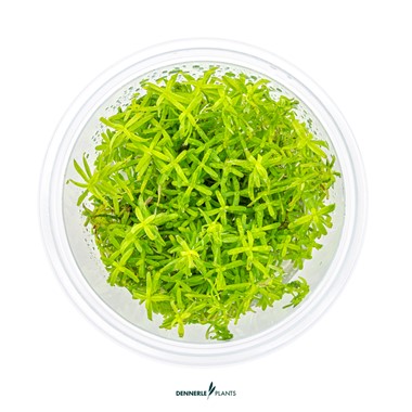 ROTALA SP. WAYANAD DENNERLE PLANTS