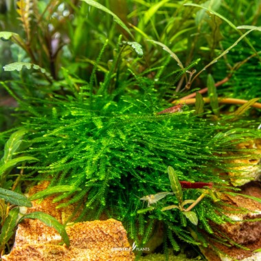 TAXIPHYLLUM SPEC. GIANT