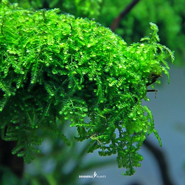 VESICULARIA FERRIEI WEEPING MOSS