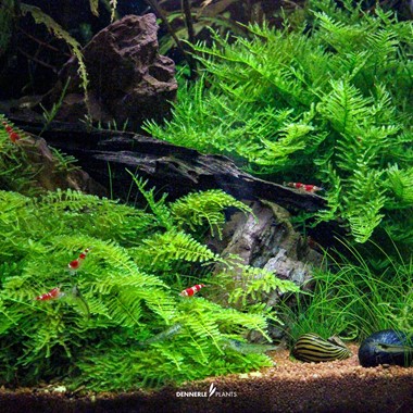 VESICULARIA MONTAGNEI DENNERLE PLANTS