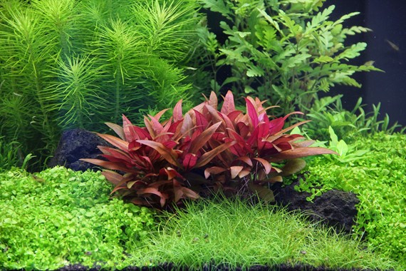 ALTERNANTHERA REINECKII MINI DENNERLE PLANTS