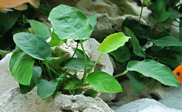 ANUBIAS BARTERI VAR. NANA DENNERLE PLANTS