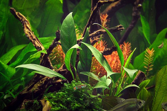 ANUBIAS BARTERI VAR.GLABRA DENNERLE PLANTS