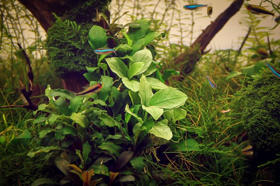 ANUBIAS NANA JADE DENNERLE PLANTS
