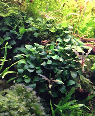 ANUBIAS NANA BONSAI DENNERLE PLANTS