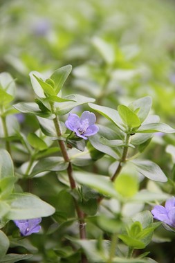 BACOPA CAROLINIANA DENNERLE PLANTS
