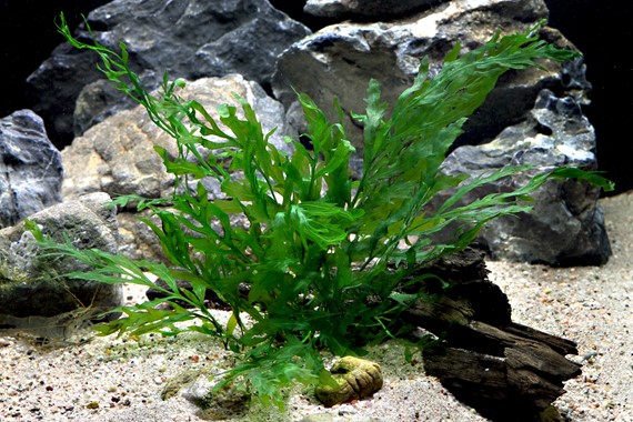 BOLBITIS HEUDELOTII