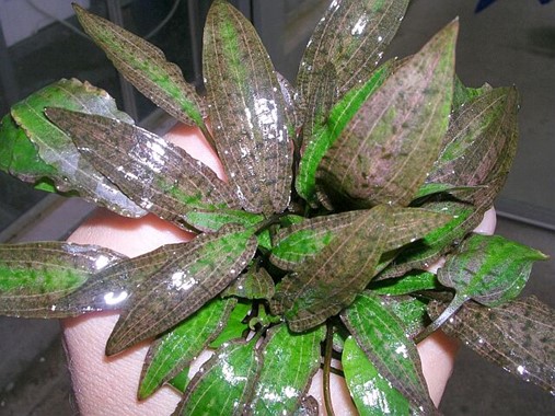 CRYPTOCORYNE AFFINIS