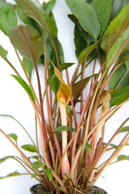CRYPTOCORYNE BECKETTII DENNERLE PLANTS