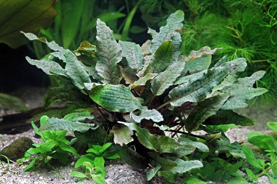 CRYPTOCORYNE WENDTII BROWN