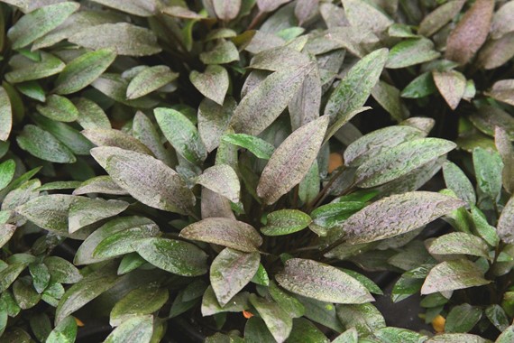 CRYPTOCORYNE WENDTII COMPACT
