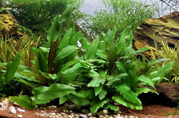 CRYPTOCORYNE WENDTII GREEN DENNERLE PLANTS