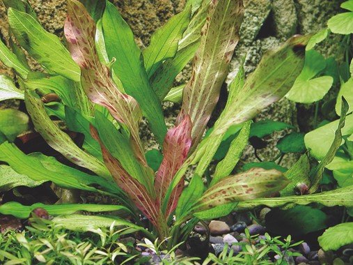 ECHINODORUS DSCHUNGELSTAR NO. 3 PYTHON DENNERLE PLANTS