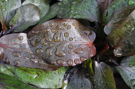 ECHINODORUS OZELOT