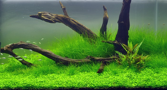 ELEOCHARIS ACICULARIS
