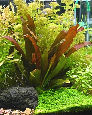 ECHINODORUS RED CHAMELEON DENNERLE PLANTS