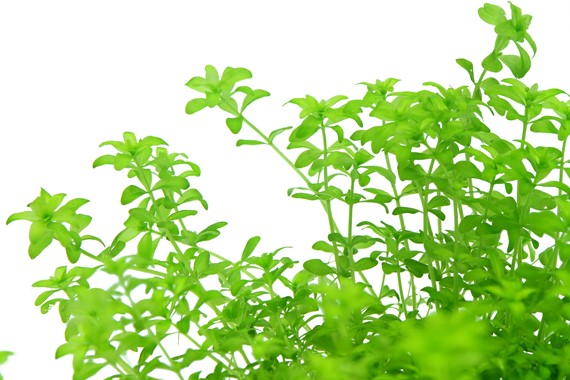 HEMIANTHUS GLOMERATUS DENNERLE PLANTS