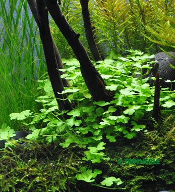 HYDROCOTYLE CF. TRIPARTIATE
