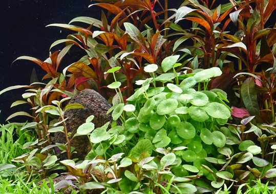 HYDROCOTYLE VERTICILLATA DENNERLE PLANTS