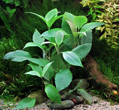 HYGROPHILA CORYMBOSA DENNERLE PLANTS