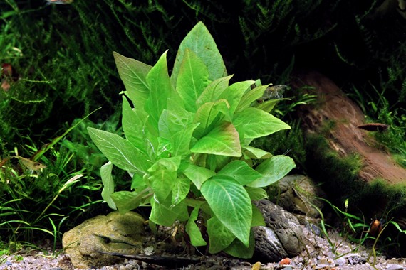 HYGROPHILA CORYMBOSA COMPACT DENNERLE PLANTS