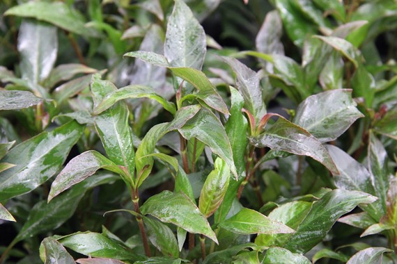 HYGROPHILA CORYMBOSA STRICTA