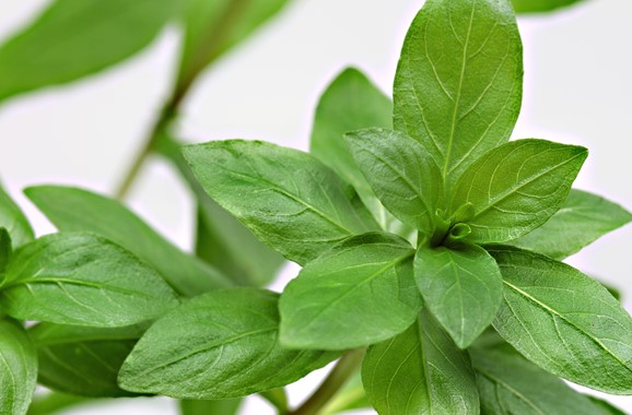 HYGROPHILA POLYSPERMA