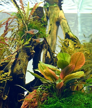 LAGENANDRA MEEBOLDII RED DENNERLE PLANTS