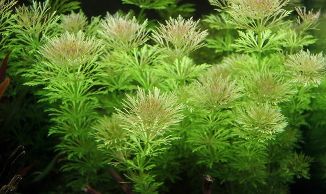 LIMNOPHILA SESSIFLORA