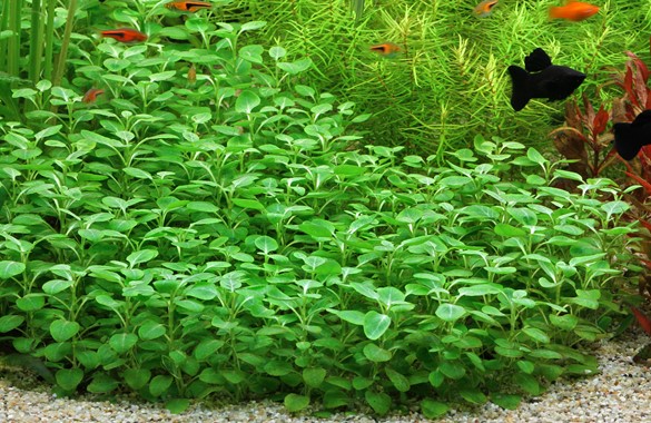 LOBELIA CARDINALIS MINI