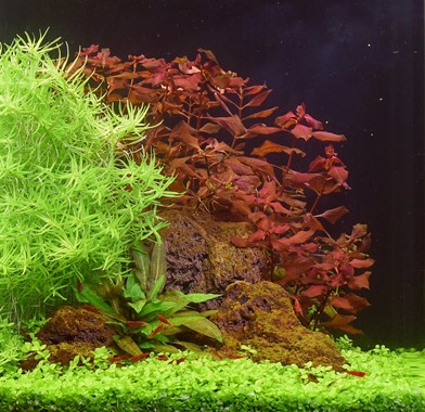 LUDWIGIA PALUSTRIS SUPER RED DENNERLE PLANTS