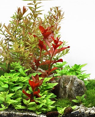 LUDWIGIA REPENS'RUBIN