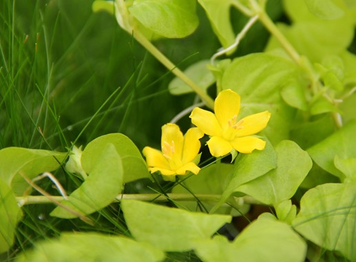 LYSIMACHIA NUMMULARIA AUREA