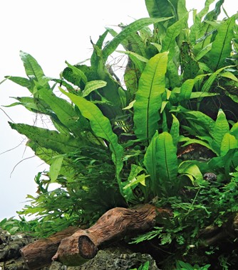 MICROSORUM PTEROPUS DENNERLE PLANTS