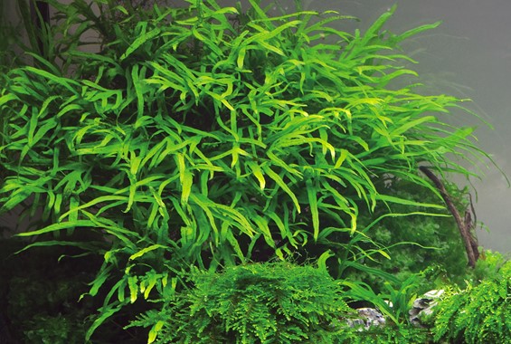 MICROSORUM PTEROPUS TRIDENT