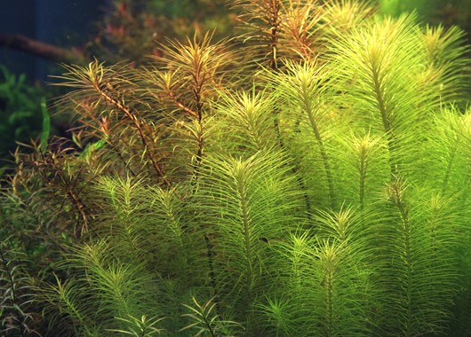 POGOSTEMON DECCANENSIS DENNERLE PLANTS