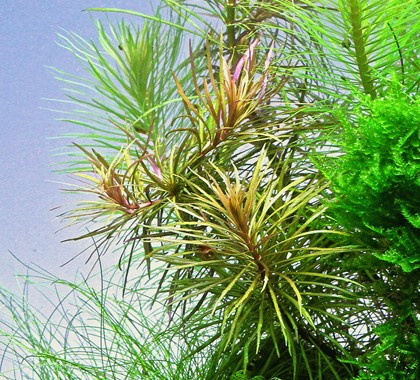 POGOSTEMON STELLATUS SPEC. DENNERLE PLANTS