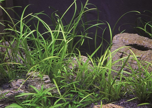 SAGITTARIA SUBULATA VAR. PUSILLA DENNERLE PLANTS