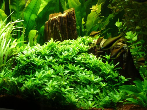 STAUROGYNE REPENS DENNERLE PLANTS