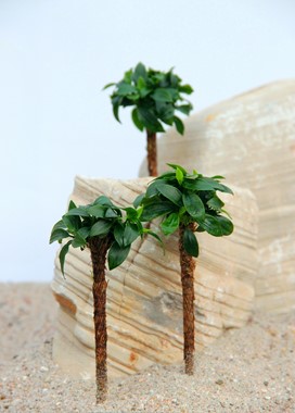 DWARF ANUBIAS BONSAI