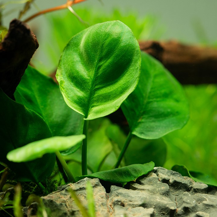 ANUBIAS BARTERI  COIN LEAF